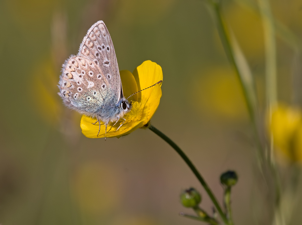 Common Blue 1